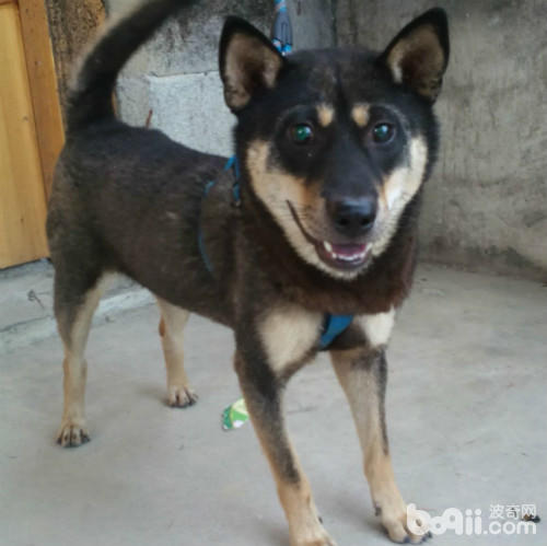 四眼土狗有几种类型,小土狗四眼狗