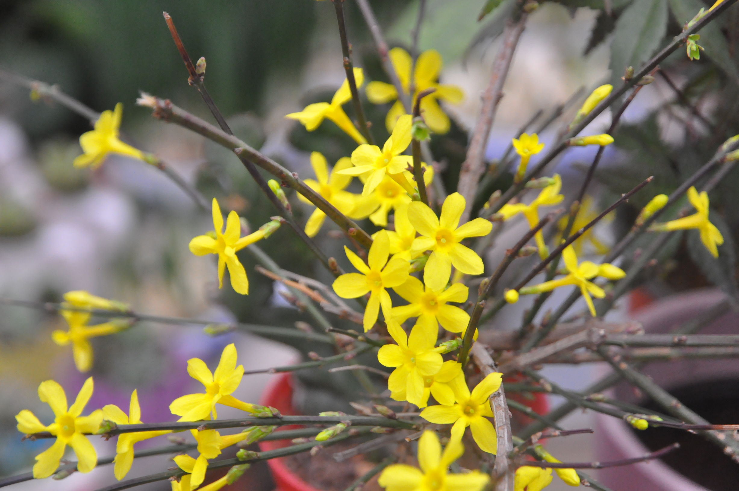 去花卉市场什么季节买花便宜,过年了到花卉市场买花