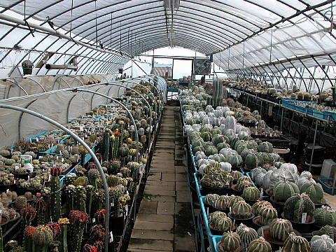 鏃ユ湰鐜夐湶澶氳倝澶ф,浠庡鑲夊ぇ妫氶噷璺戝嚭鏉ョ殑澶氳倝