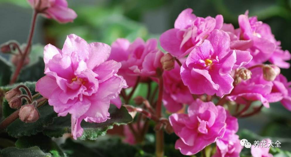 这些花越养越值钱,这些花比绿萝还好养