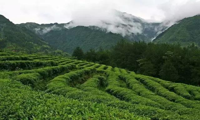 凤冈毛尖锌硒茶价格表,凤冈锌硒茶是绿茶吗