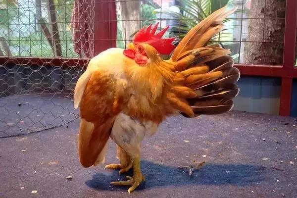 云南十大漂亮的鸡,云南第一生态鸡