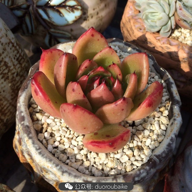 江浙沪多肉过冬,江浙沪一年四季露养的多肉