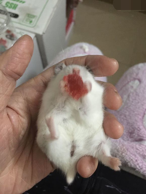 必须买的仓鼠零食,小仓鼠买东西推荐吃的主食小零食