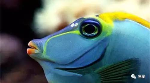 过年要回家鱼没人喂怎么办,过年了要外出家里的鱼怎么办