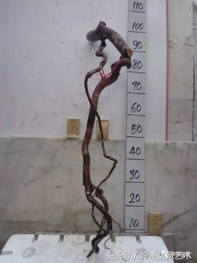 请厚爱你的野生树桩