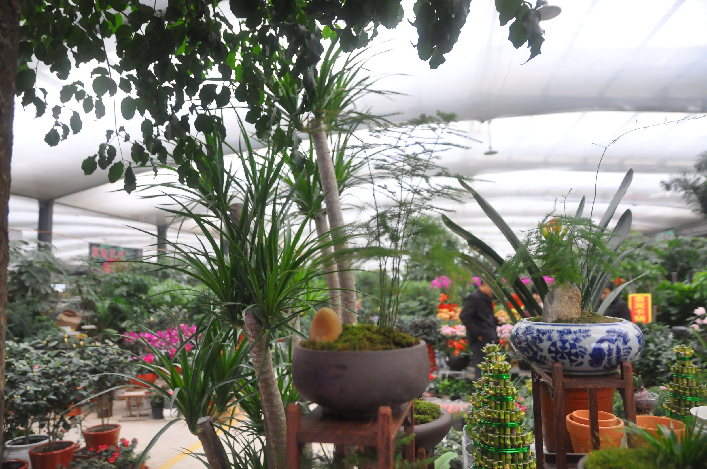 去花卉市场什么季节买花便宜,过年了到花卉市场买花