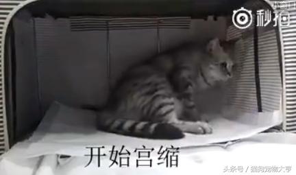 猫妈妈生宝宝的全过程,猫妈妈分娩
