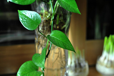 新家最适合养哪种耐阴的植物,吸甲醛最好的植物哪种排名第一