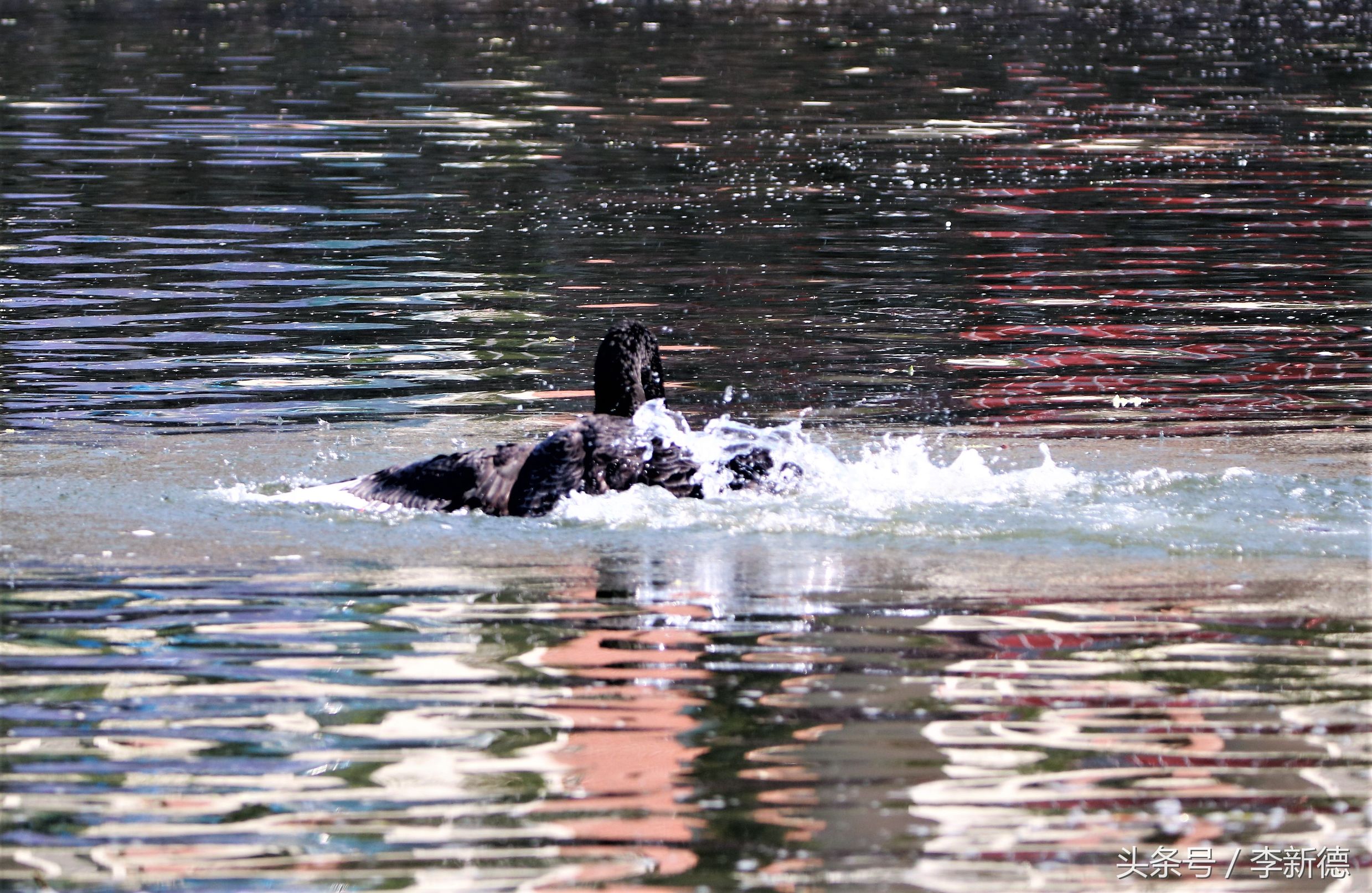 适马150-600镜头拍海上,适马150-600镜头拍视频怎么样