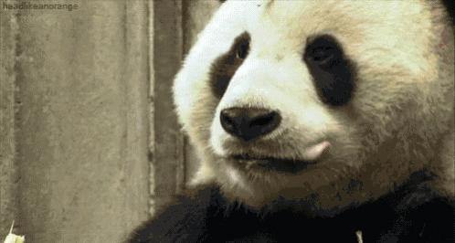 为求得一只熊猫的抚养权，英美荷法等国家连尊严都不要了