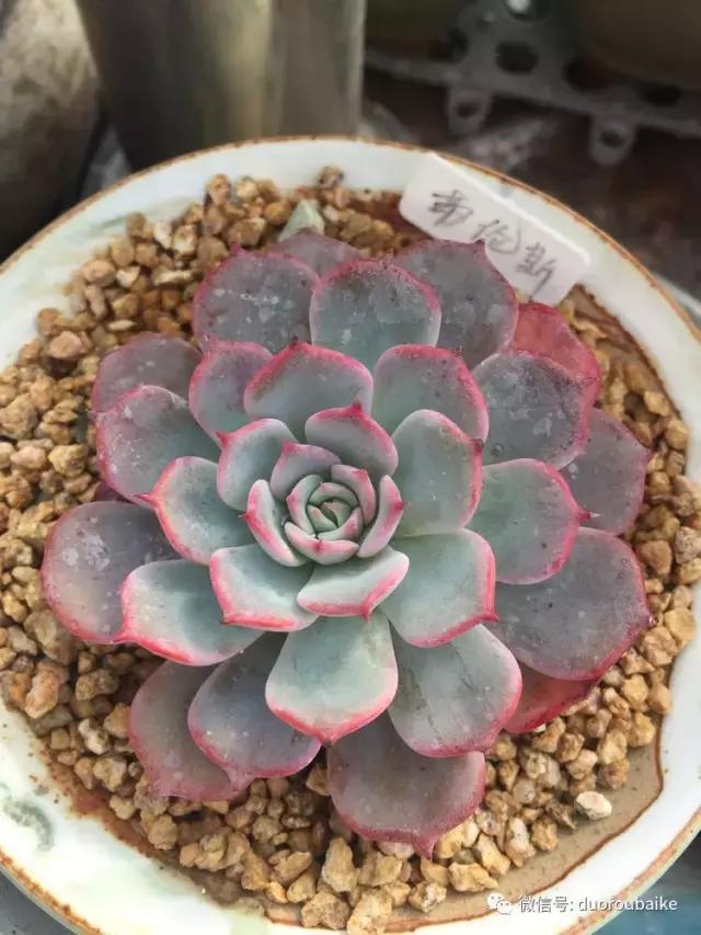 没有暖气的包邮区,肉肉照样美美的!