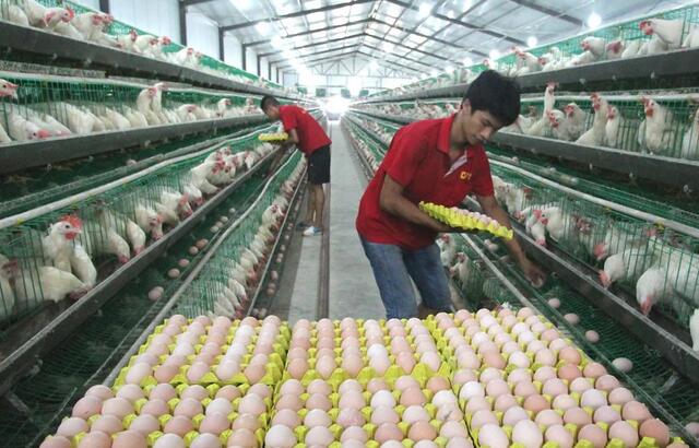 农村怎样致富赚钱,农村致富新门路