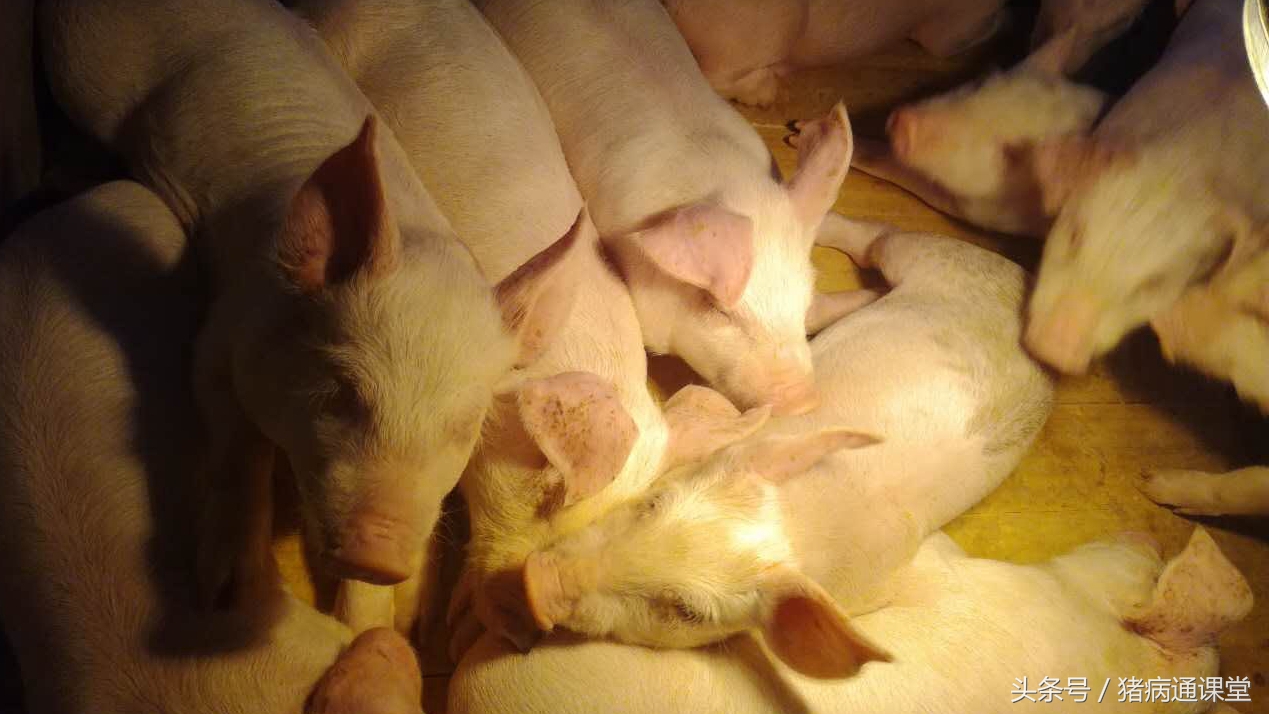 猪发烧流鼻涕怎么治疗,猪流鼻涕发烧不吃食怎么回事