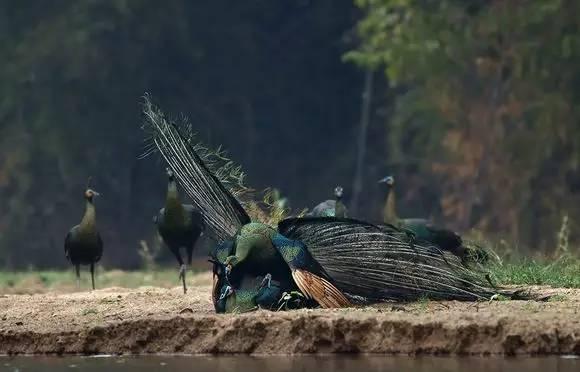 云南十大漂亮的鸡,云南第一生态鸡