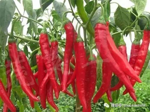 辣椒物语—让我们说说辣椒的味道!