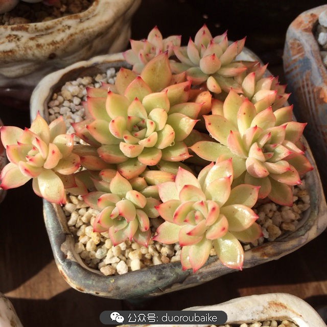 院子阳光房多肉,阳光房庭院多肉