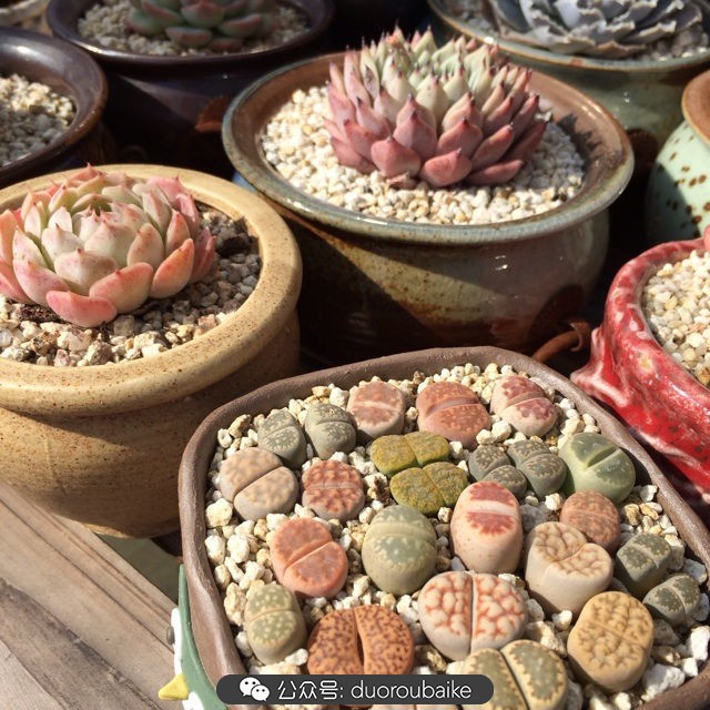 院子阳光房多肉,阳光房庭院多肉