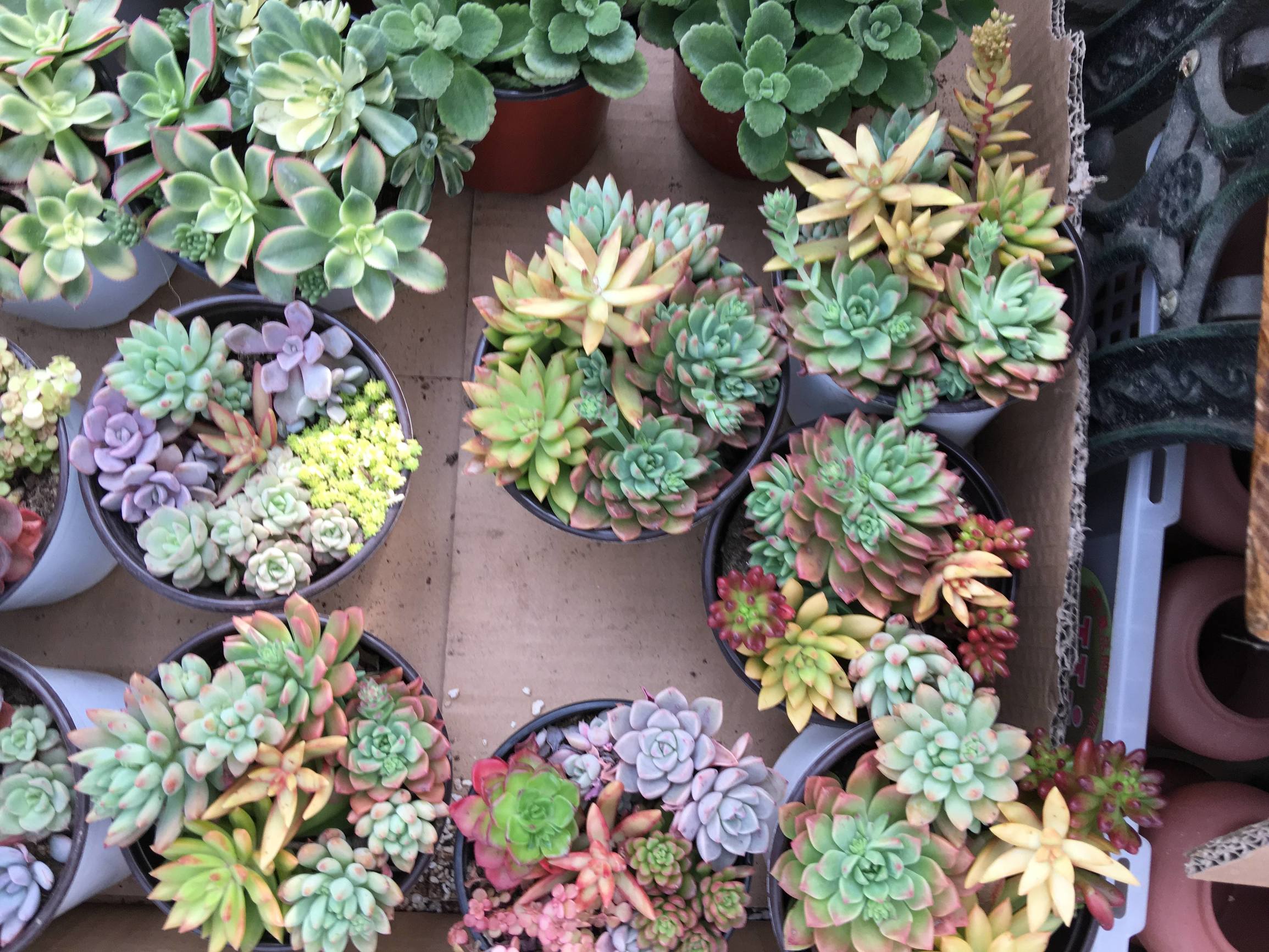 年宵花老桩,年宵花老桩图片大全