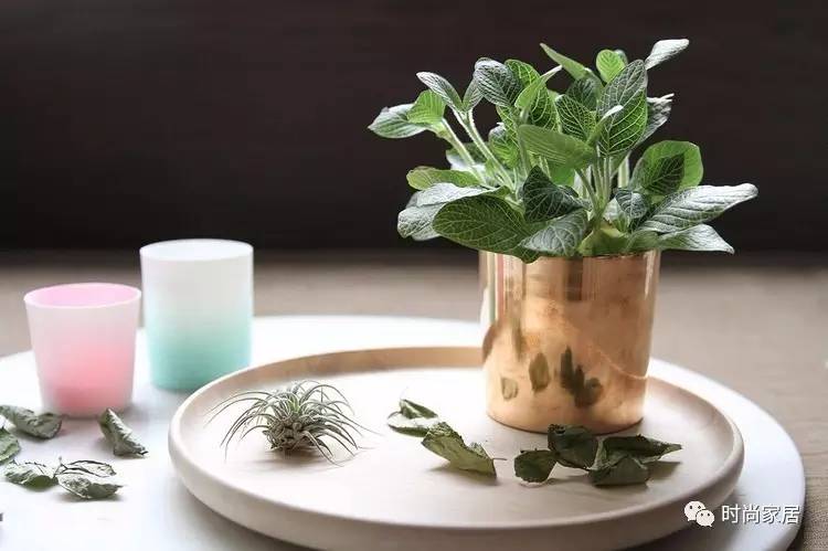 用植物点缀空间，请先抛弃老土花器