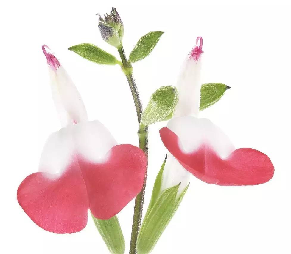 美得让人窒息的景色,美得让人窒息的紫藤花