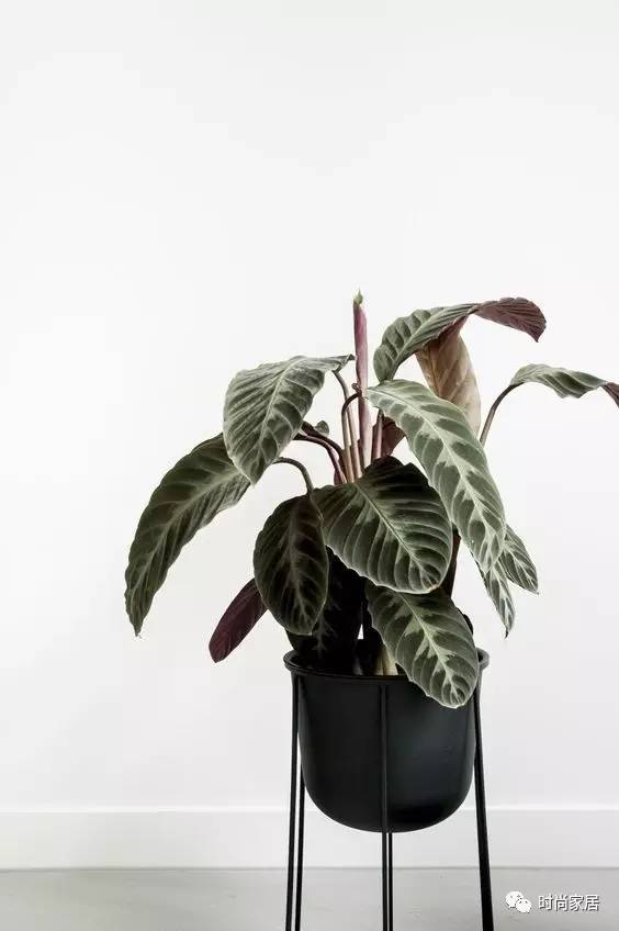 用植物点缀空间，请先抛弃老土花器