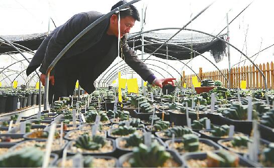 退潮的多肉江湖：市场认知赶不上繁殖速度线下市场挖掘或是出路