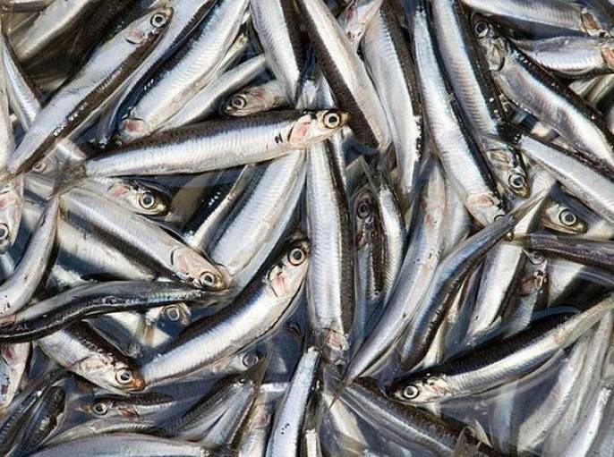 2021年中国鱼粉进口量,2019年全球鱼粉产销形势分析