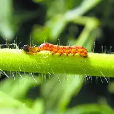 杀虫剂是可以解决虫害的第一选择,杀虫剂有哪些防治方法和使用方法