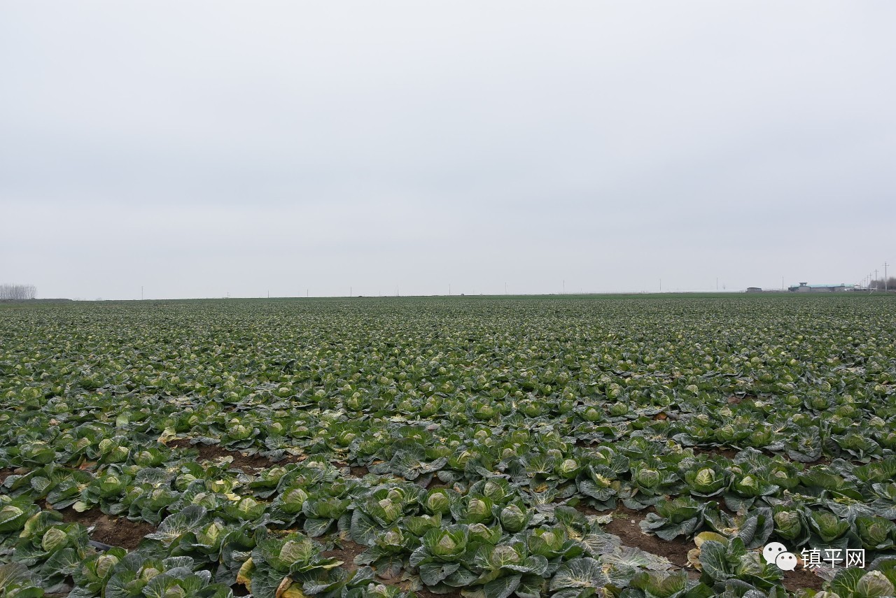 走进侯集，体会咱农民身边的些许变化