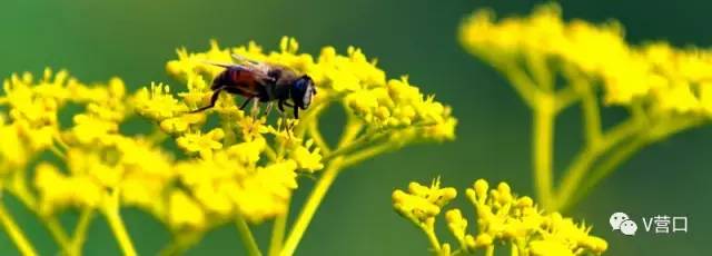 熊岳入选国家美丽宜居小镇示范，营口还有3个村榜上有名