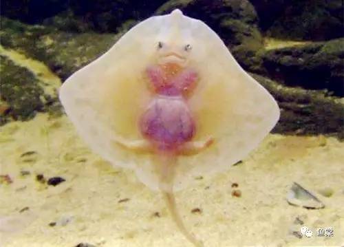 新手如何饲养龙鱼魟鱼,如何养好龙鱼跟魟鱼