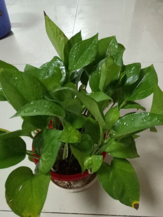 绿萝叶子发焦什么原因怎么办,绿萝叶子发卷是怎么回事