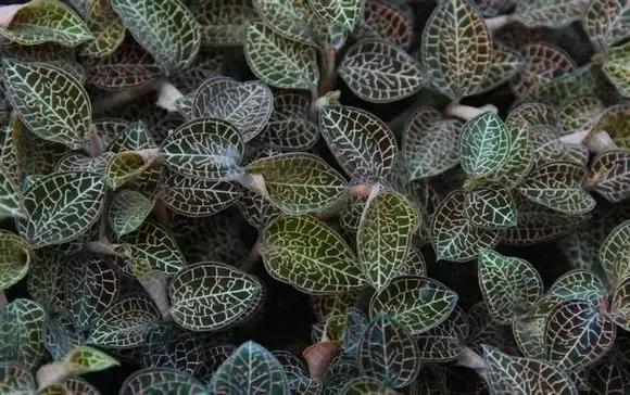 福建汀州土特产,福建零食特产有哪些