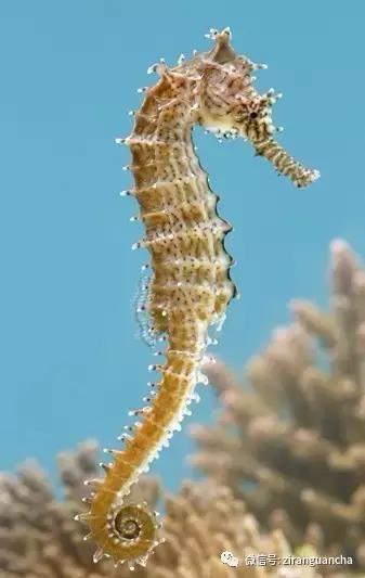 生物分类方法和技巧,最全生物分类