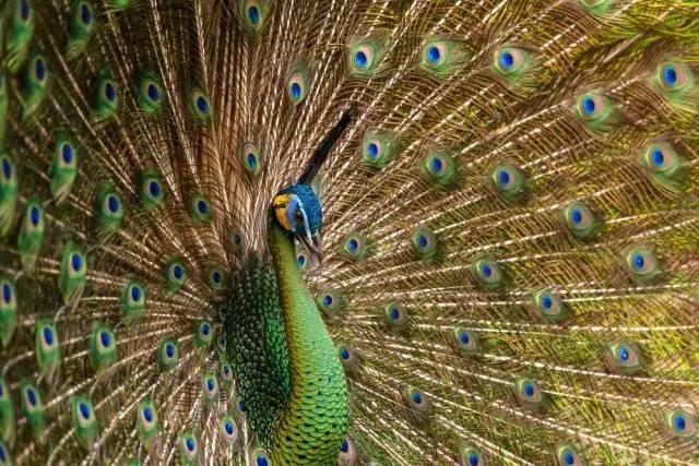 云南十大漂亮的鸡,云南第一生态鸡