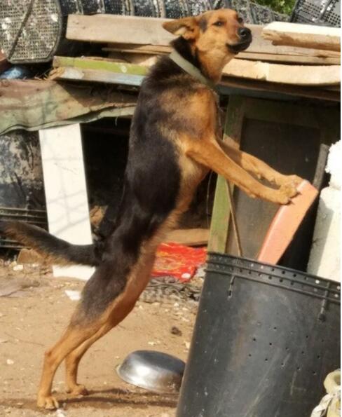 路上偶遇德牧,路上偶遇流浪狗视频