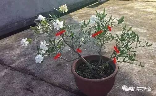 养薄荷的修剪方法技巧,修剪映山红花的技巧