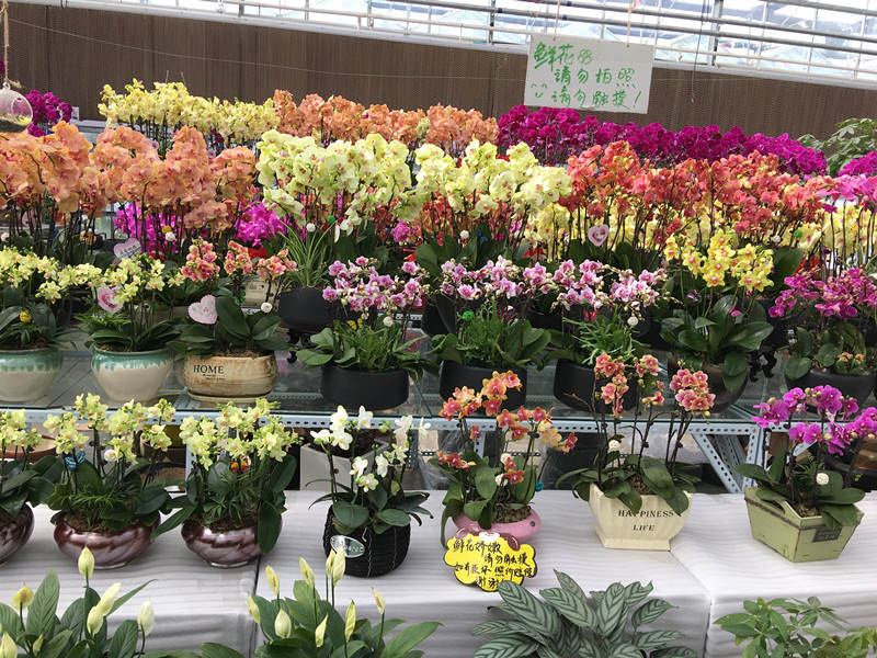 年宵花市探“鲜”记(一)之孤独的花大姐