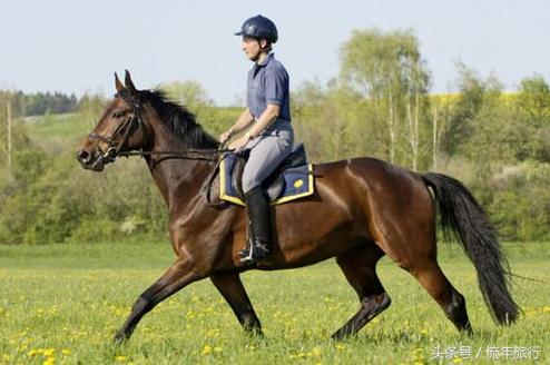 旅行怎么骑马合适,旅行小技巧小妙招