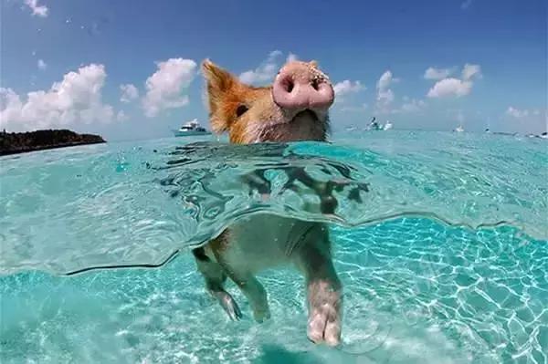 免签落地签旅游签的区别,菲律宾电子签证新政策免签