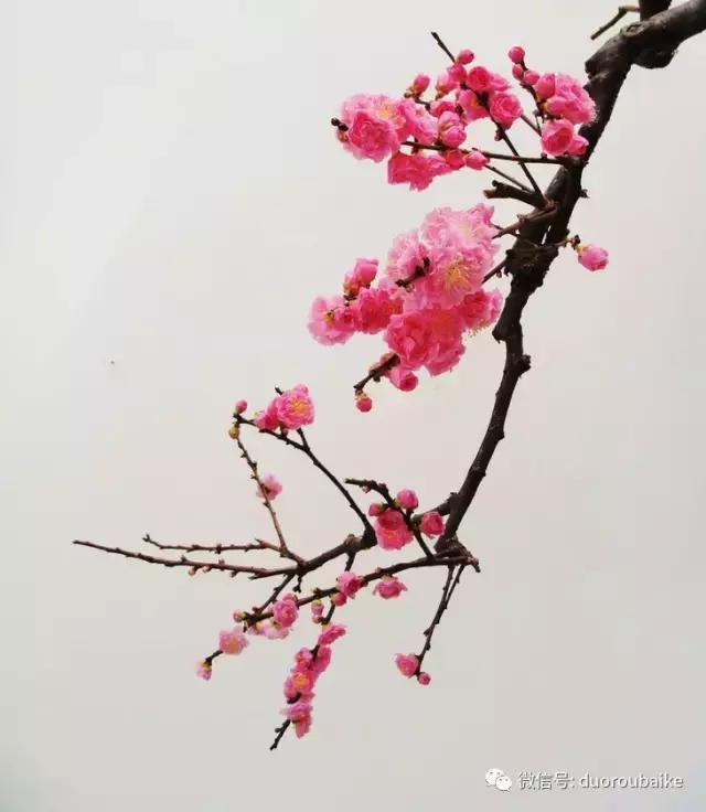 多肉植物为什么砍头,多肉植物可以二次砍头吗