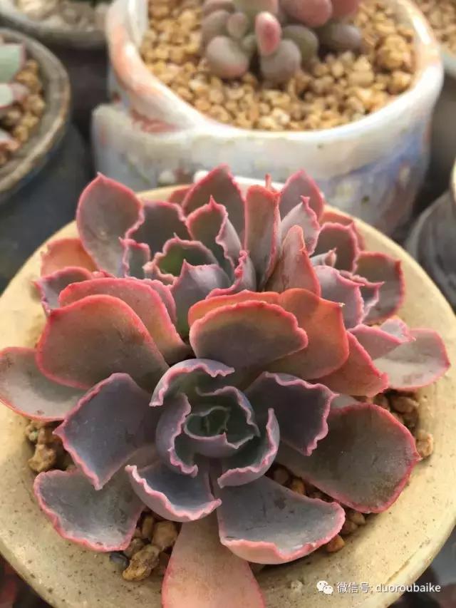 没有暖气的包邮区,肉肉照样美美的!