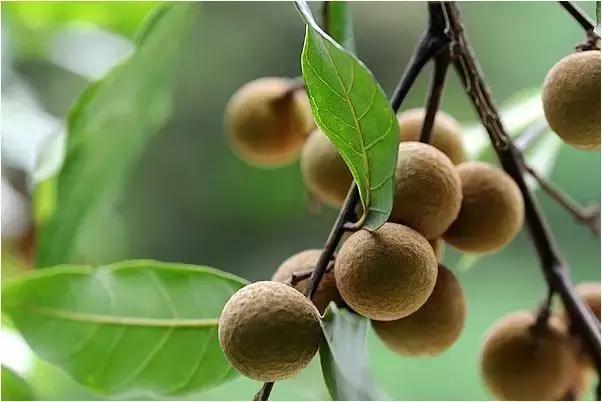 福建汀州土特产,福建零食特产有哪些