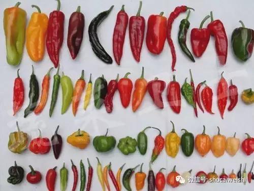 辣椒物语—让我们说说辣椒的味道!