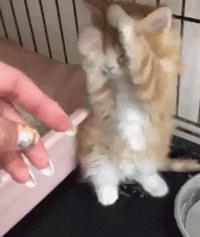 搞笑gif防火防盗防闺蜜果然没错,爆笑gif这就是女汉子开瓶盖的方式