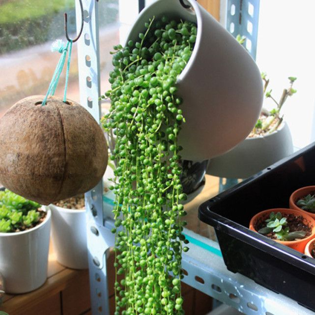 让多肉快速长大,怎样让多肉快速长大