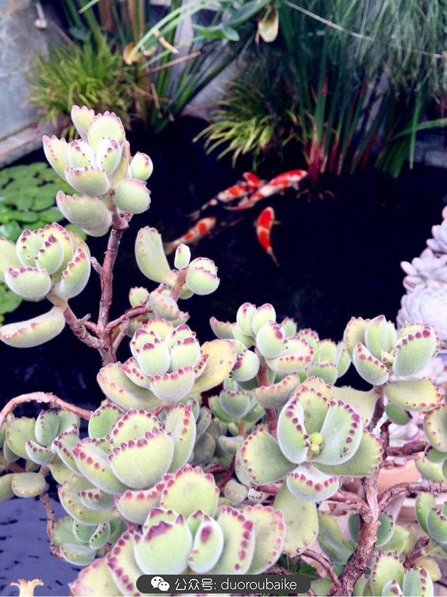 黄色熊童子多肉植物状态图,多肉植物熊童子怎么养