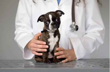 在西藏捡到流浪狗,捡到流浪狗怎么办家里养不了