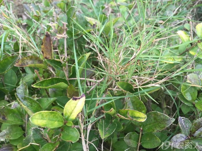 顽强的植物顽强的生命力,顽强的野草有哪些